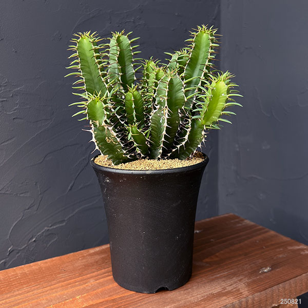 ユーフォルビア（サボテン、多肉植物） | 花、ガーデニング のおすすめ