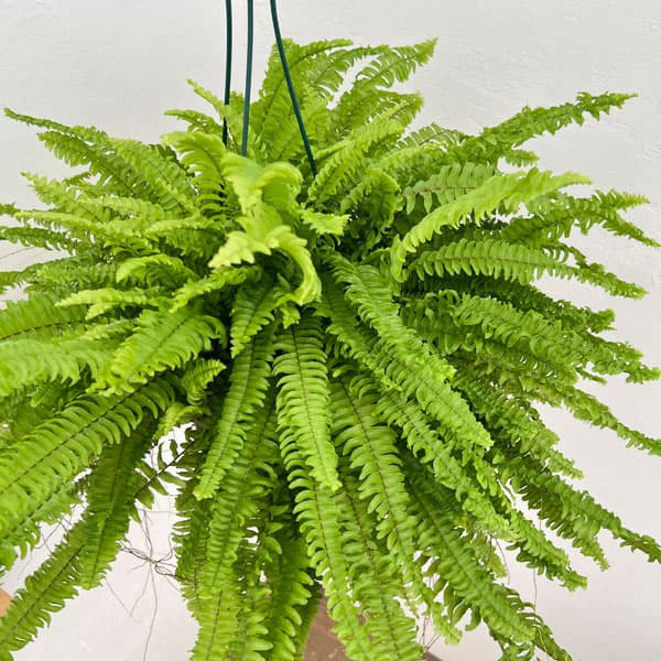 第4種発送/ポットごと発送/ネフロレピス＊ボストンファーン 第4種発送/ポットごと発送/ネフロレピス＊ボストンファーン 第4種発送