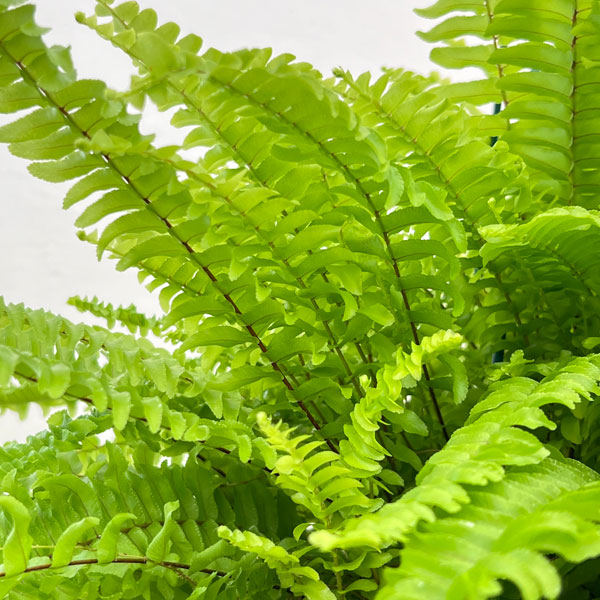 観葉植物 ネフロレピス ボストンファーン(ボス...の詳細画像2