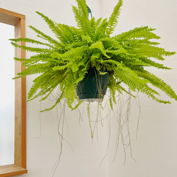 観葉植物 ネフロレピス ボストンファーン（ボストンタマシダ