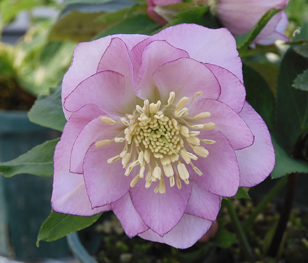 クリスマスローズ ピコティのおすすめ人気商品一覧 通販 - Yahoo