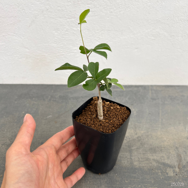 観葉植物 コミフォラ オルビクラリス 2.5号鉢植えの詳細画像4