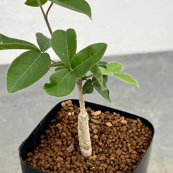 観葉植物 コミフォラ オルビクラリス 2.5号鉢植えの詳細画像3