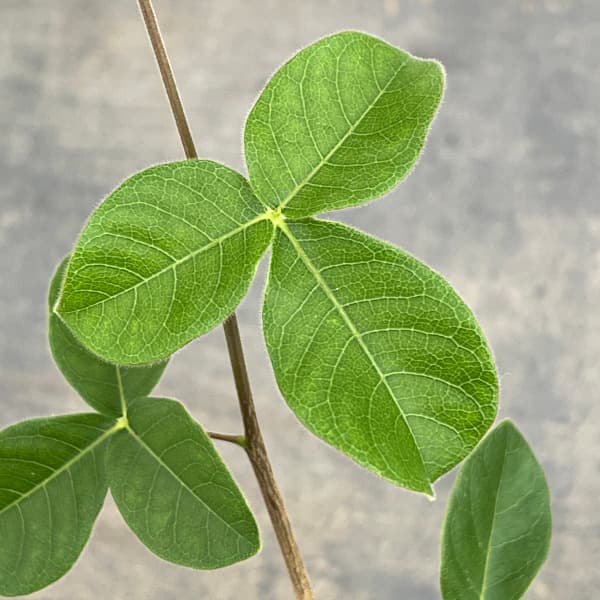 観葉植物 コミフォラ オルビクラリス 2.5号鉢植えの詳細画像1