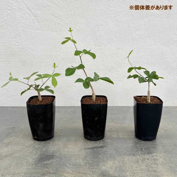 観葉植物 コミフォラ オルビクラリス 2.5号鉢植えの詳細画像2