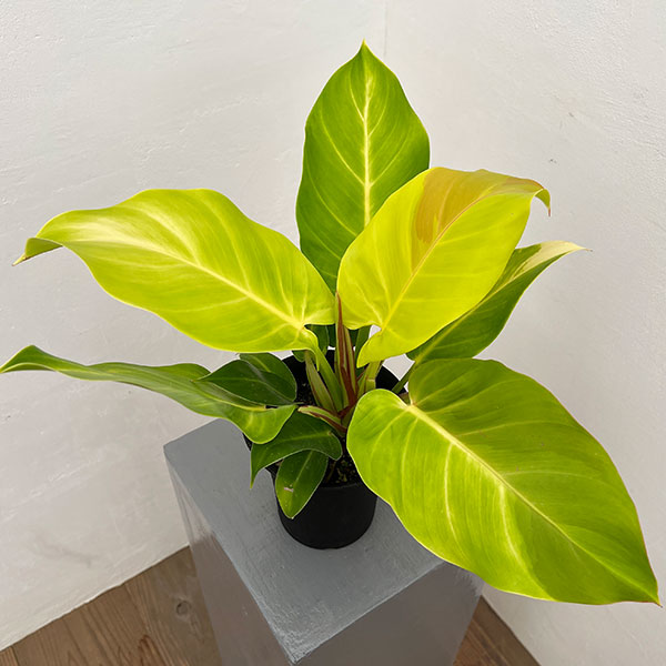 フィロデンドロン 現品（観葉植物） | 花、ガーデニング の商品一覧