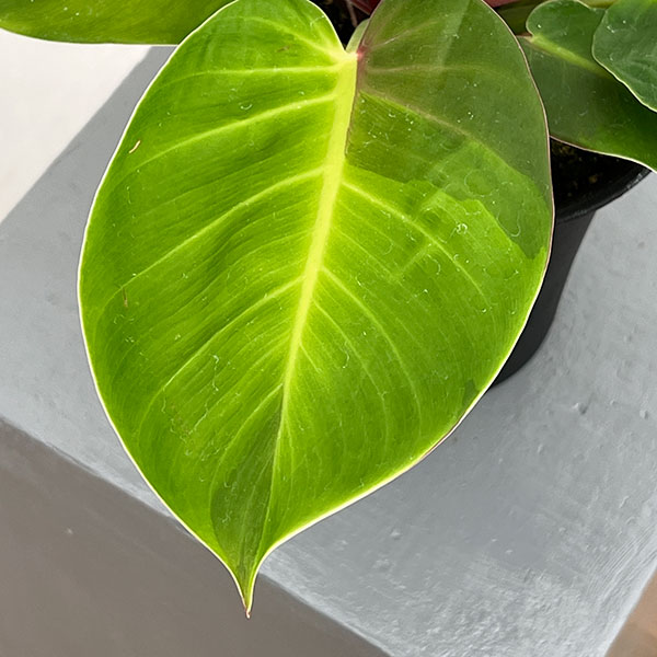 観葉植物 フィロデンドロン イエローフレーム 4号鉢植え25-06 : 園芸