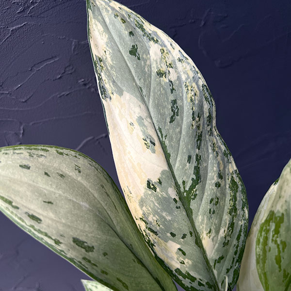 観葉植物 アグラオネマ シルバークイーン バリエガータ 4号ポット ザ