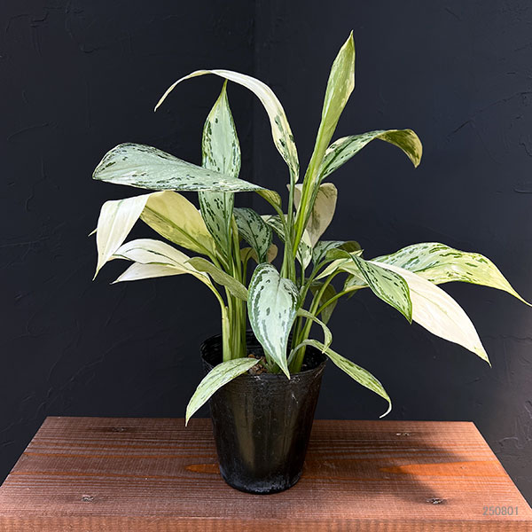観葉植物 アグラオネマ シルバークイーン バリエガータ 4号ポット ザ
