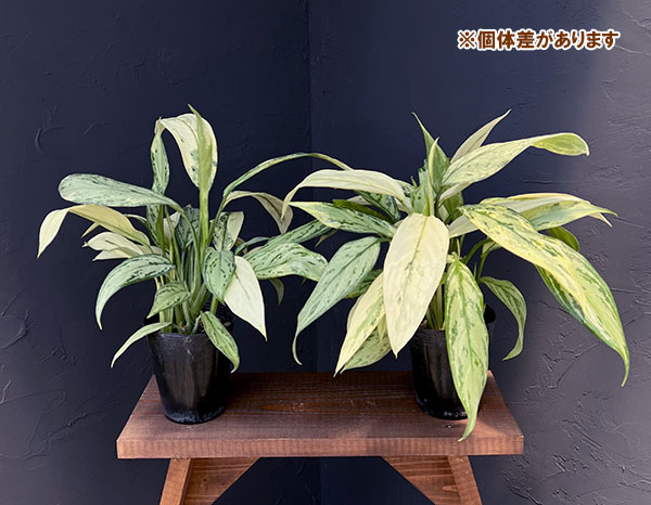 アグラオネマのおすすめ人気商品一覧 通販 - Yahoo!ショッピング