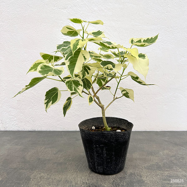 インドボダイジュ 楽天市場】インド ボダイジュの通販