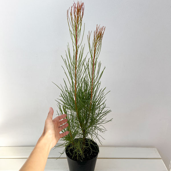 花木 庭木の苗 オーラックス パラシア 5号鉢植え : 園芸ネット - 通販