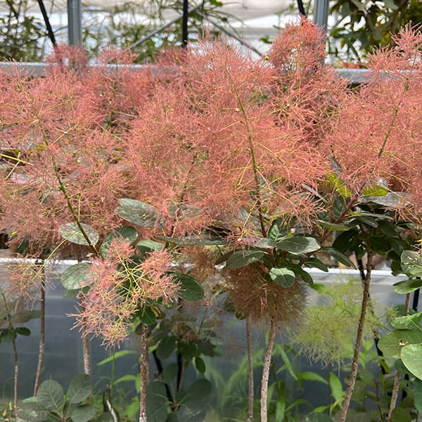 落葉樹の植木、庭木｜苗木、植木｜花、ガーデニング おすすめ人気商品