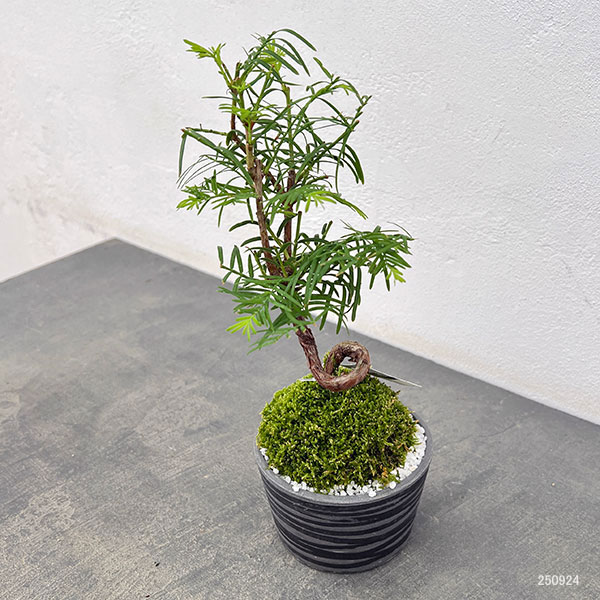 山野草の苗 メタセコイア 苔玉仕立て丸鉢の詳細画像1