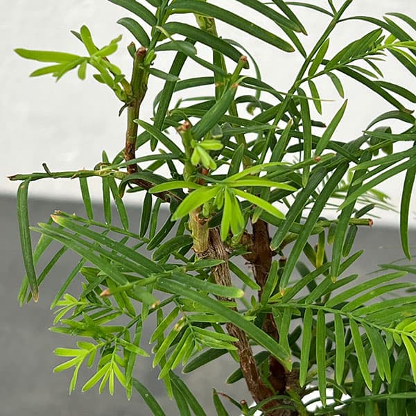 山野草の苗 メタセコイア 苔玉仕立て丸鉢の詳細画像2