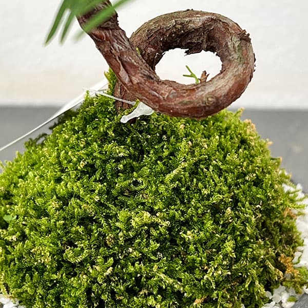 山野草の苗 メタセコイア 苔玉仕立て丸鉢の詳細画像3