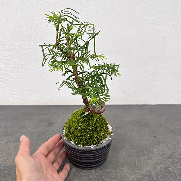 山野草の苗 メタセコイア 苔玉仕立て丸鉢の詳細画像4