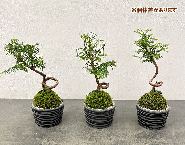 山野草の苗 メタセコイア 苔玉仕立て丸鉢の詳細画像5