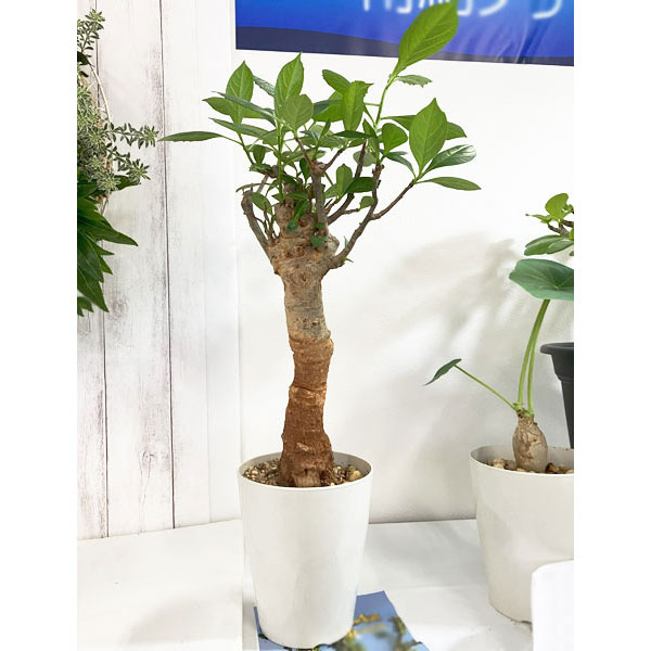 バオバブ（観葉植物） | 花、ガーデニング のおすすめ人気商品一覧