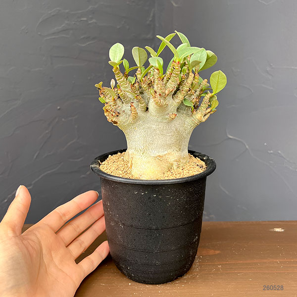 観葉植物 アデニウム アラビカムスーパードワー...の詳細画像1