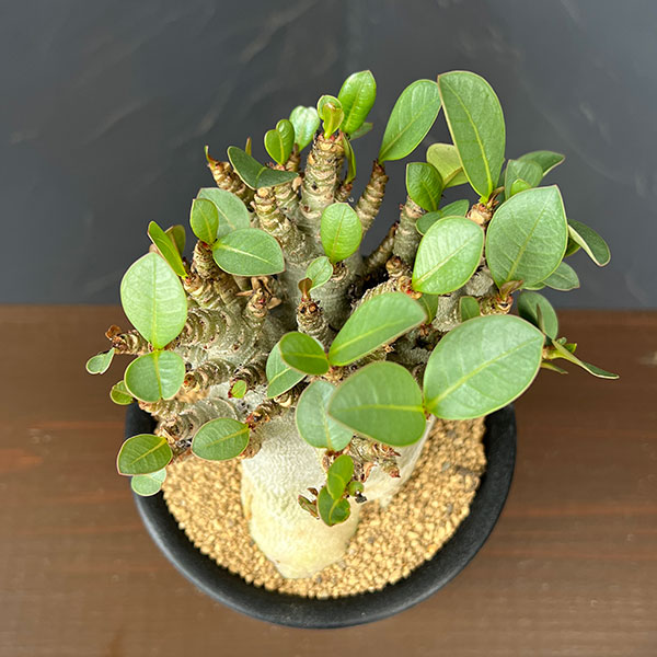 観葉植物 アデニウム アラビカムスーパードワー...の詳細画像2