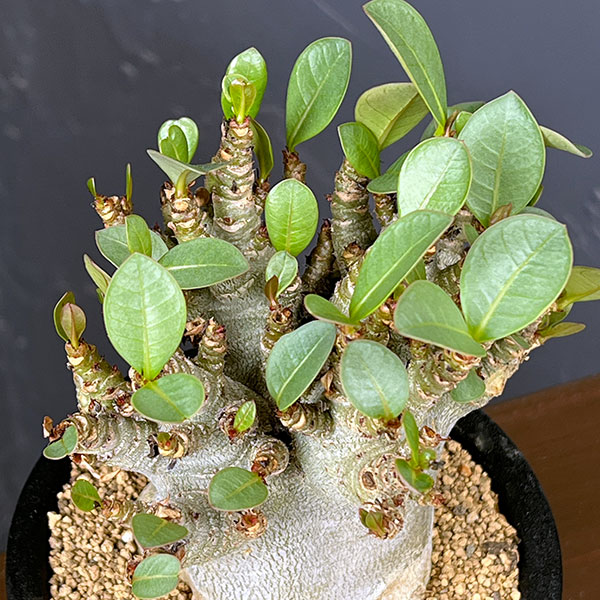 観葉植物 アデニウム アラビカムスーパードワー...の詳細画像4