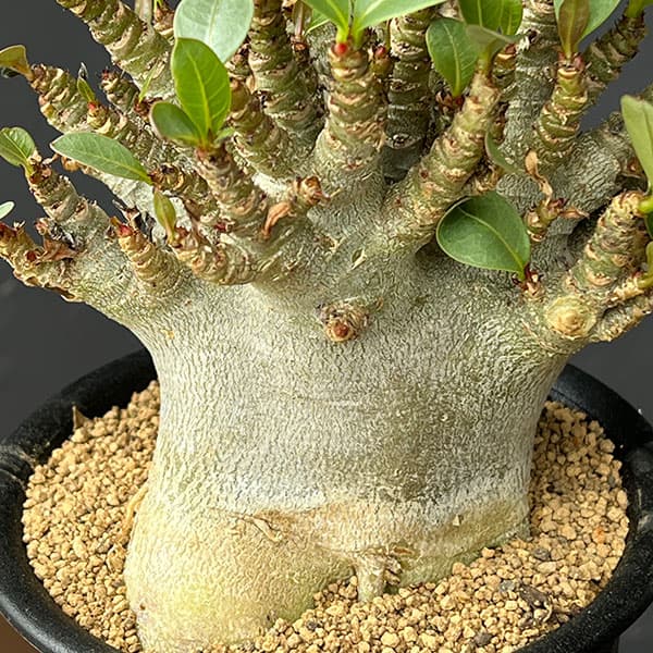 観葉植物 アデニウム アラビカムスーパードワー...の詳細画像5
