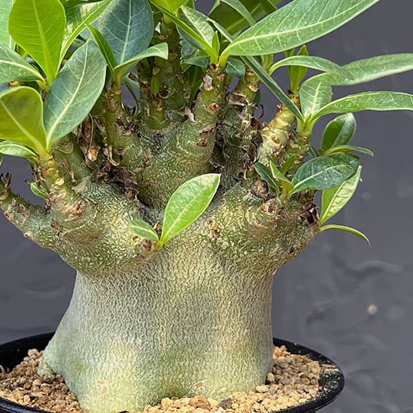 アデニウム（観葉植物） | 花、ガーデニング のおすすめ人気商品