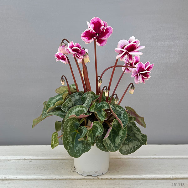 草花の苗 シクラメン フェアリーピコ・ルージュ3号ポット : 園芸ネット