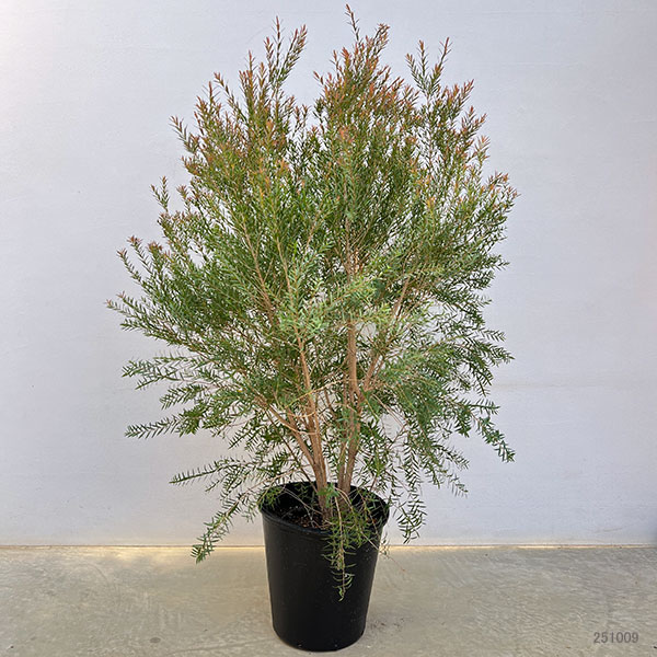 【◎MON◎】メディカル高さ140㎝前後、レッドジェム高さ120㎝前後 数量限定‼️高さ120㎝前後】メラレウカ レッドジェム ティーツリー 苗