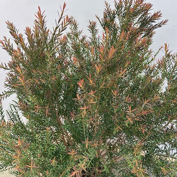 メラレウカ レッドジェムのおすすめ人気商品一覧 通販 - Yahoo