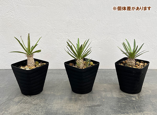 パキポディウムのおすすめ人気商品一覧 通販 - Yahoo!ショッピング