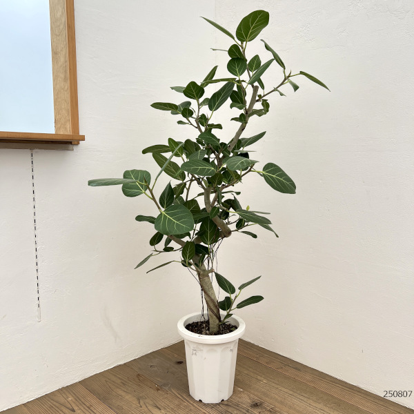 インドボダイジュ（観葉植物） | 花、ガーデニング のおすすめ人気商品