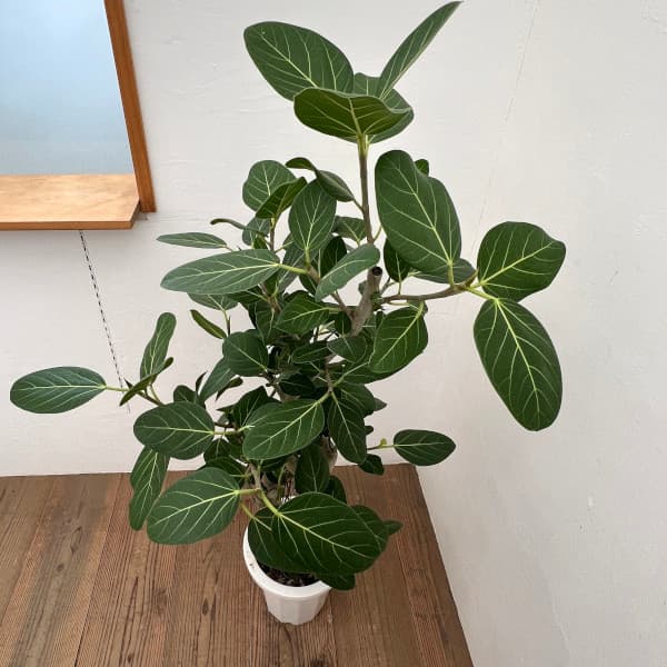 フィカス・ベンガレンシス（観葉植物） | 花、ガーデニング のおすすめ