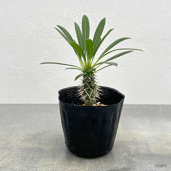 観葉植物 パキポディウム ラメリー3.5号ポット*の詳細画像3