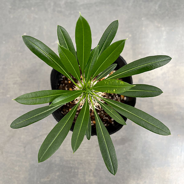 観葉植物 パキポディウム ラメリー3.5号ポット*の詳細画像5