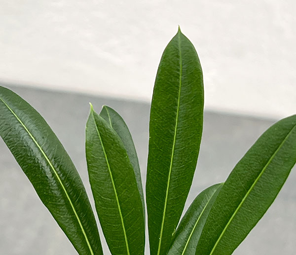 観葉植物 パキポディウム ラメリー3.5号ポット*の詳細画像4