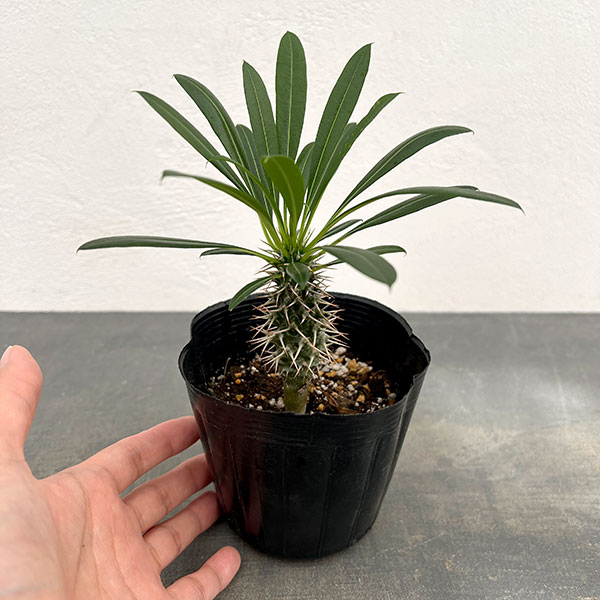 観葉植物 パキポディウム ラメリー3.5号ポット*の詳細画像2