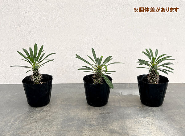 観葉植物 パキポディウム ラメリー3.5号ポット*の詳細画像1