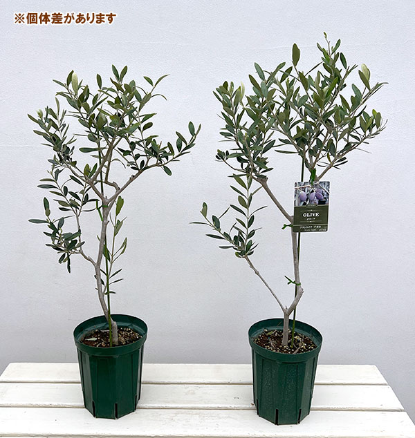 アポロゴムの木の商品一覧 通販 - Yahoo!ショッピング