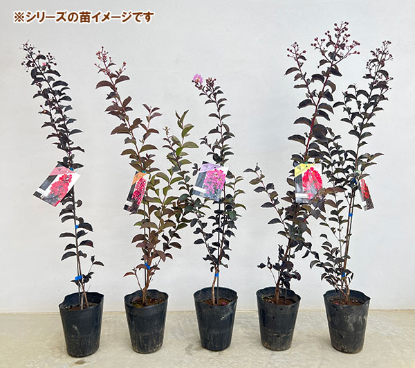 花木 庭木の苗 サルスベリ（百日紅） ブラックリーフダイヤモンド