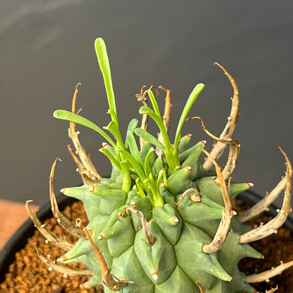 ユーフォルビア 種子のおすすめ人気商品一覧 通販 - Yahoo!ショッピング