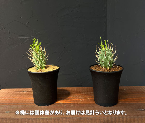 ユーフォルビア（サボテン、多肉植物） | 花、ガーデニング のおすすめ