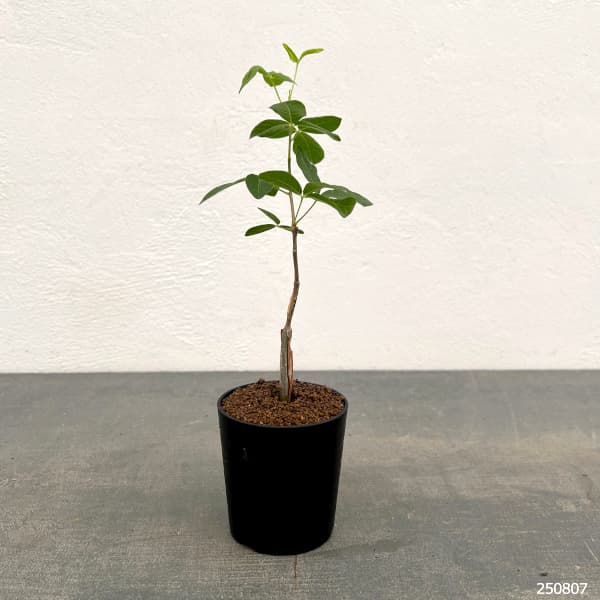 観葉植物 コミフォラ sp.5　ノーザンマダガスカル　2.5号鉢植え |  | 01
