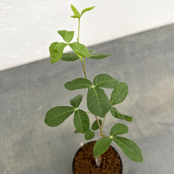 観葉植物 コミフォラ sp.5　ノーザンマダガスカル　2.5号鉢植え |  | 02