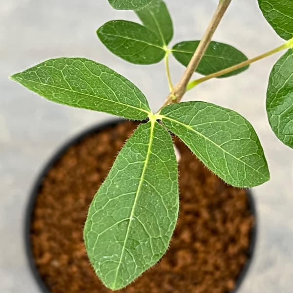 観葉植物 コミフォラ sp.5　ノーザンマダガスカル　2.5号鉢植え |  | 03
