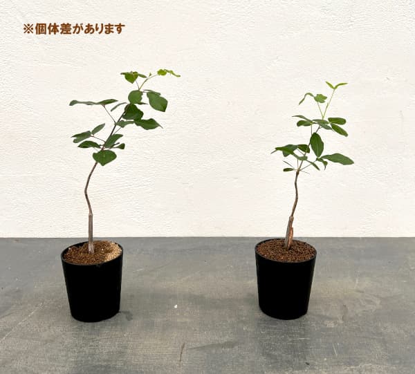 観葉植物 コミフォラ sp.5　ノーザンマダガスカル　2.5号鉢植え |  | 04