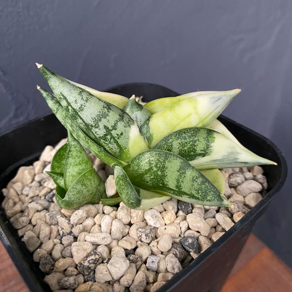 サンセベリア ブンルートーチ （レアプランツ 観葉植物） 観葉植物