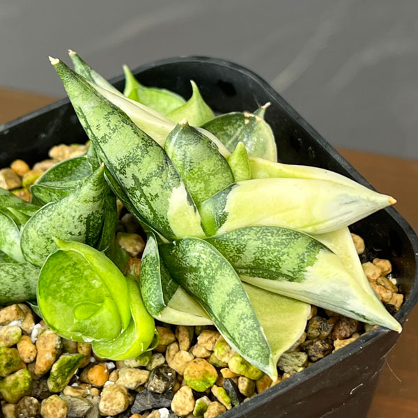 観葉植物 サンセベリア ボンセレンシスドワーフ ホワイトバリエガータ
