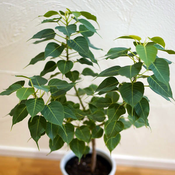 インドボダイジュ 楽天市場】インド ボダイジュの通販